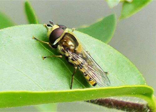 Eupeodes corollae
